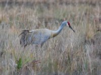 Q0I6104c  Sandhill Crane (Antigone canadensis)