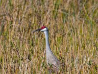 Q0I7155c  Sandhill Crane (Antigone canadensis)