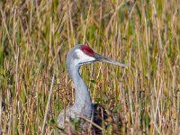 Q0I7164c  Sandhill Crane (Antigone canadensis)