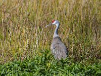 Q0I7199c  Sandhill Crane (Antigone canadensis)