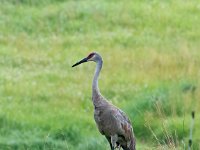 Q0I9641c  Sandhill Crane (Antigone canadensis)