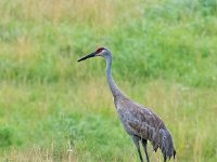 Q0I9649c  Sandhill Crane (Antigone canadensis)