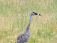 Q0I9652c  Sandhill Crane (Antigone canadensis)