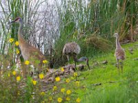 U0U8673c  Sandhill Crane (Antigone canadensis) - adults with chick