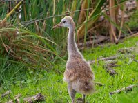 U0U8673c2  Sandhill Crane (Antigone canadensis) - chick