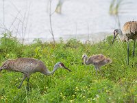 U0U8689c  Sandhill Crane (Antigone canadensis) - adults with chick