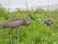 U0U8690c  Sandhill Crane (Antigone canadensis) - adult with chick