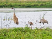 U0U8692c  Sandhill Crane (Antigone canadensis) - adults with chick