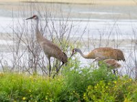 U0U8697c  Sandhill Crane (Antigone canadensis) - adults with chick