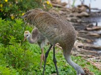 U0U8708c  Sandhill Crane (Antigone canadensis) - adult with chick