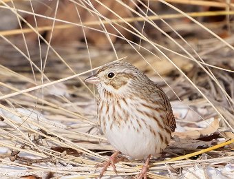 Ipswich Sparrow