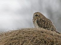 IMG 2094c  Short-eared Owl (Asio flammeus)