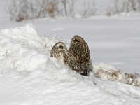 IMG 2538c  Short-eared Owl (Asio flammeus)