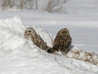 IMG 2549c  Short-eared Owl (Asio flammeus)