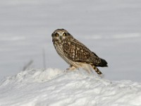 IMG 2556c  Short-eared Owl (Asio flammeus)