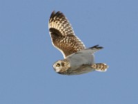 IMG 2606c  Short-eared Owl (Asio flammeus)