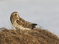 IMG 2655c  Short-eared Owl (Asio flammeus)