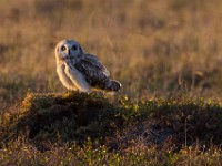 A2Z2002c  Short-eared Owl (Asio flammeus)