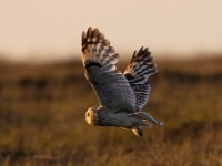 A2Z2004c  Short-eared Owl (Asio flammeus)