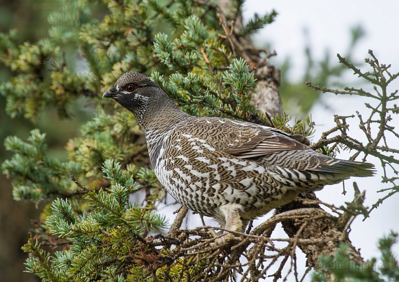 _MG_7568c.jpg - Spruce Grouse (Falcipennis canadensis)