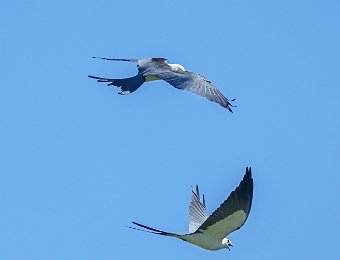 Aerial combat at FL nest site