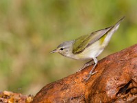 A2Z4215c  Tennessee Warbler (Oreothlypis peregrina)