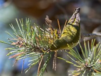 Q0I7139c  Tennessee Warbler (Oreothlypis peregrina) - fall plumage