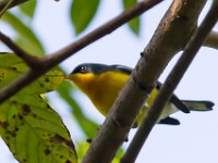 31F7239c  Tropical Parula (Setophaga pitiayumi)