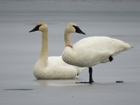 IMG 1897c  Trumpeter Swans (Cygnus buccinator)