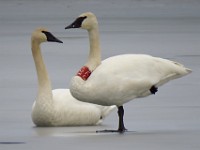 IMG 1901c  Trumpeter Swans (Cygnus buccinator)