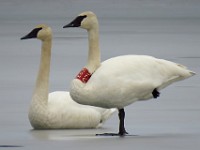 IMG 1902c  Trumpeter Swans (Cygnus buccinator)