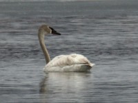 IMG 8227c  Trumpeter Swans (Cygnus buccinator)