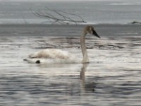 IMG 8229c  Trumpeter Swans (Cygnus buccinator)