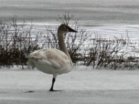 IMG 8241c  Trumpeter Swans (Cygnus buccinator)