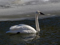 31F7642c  Trumpeter Swan (Cygnus buccinator)