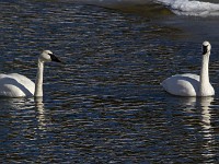 31F7665c  Trumpeter Swans (Cygnus buccinator)