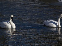 31F7668c  Trumpeter Swans (Cygnus buccinator)