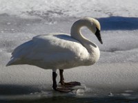 31F7694c  Trumpeter Swan (Cygnus buccinator)