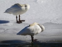 31F7705c  Trumpeter Swans (Cygnus buccinator)