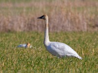 MG 3935c  Trumpeter Swans (Cygnus buccinator) - adult and cygnet