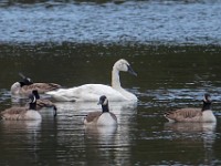 Q0I8874c  Trumpeter Swan (Cygnus buccinator)