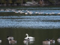 Q0I8877c  Trumpeter Swan (Cygnus buccinator)