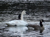 Q0I8878c  Trumpeter Swan (Cygnus buccinator)