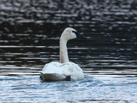 Q0I8880c  Trumpeter Swan (Cygnus buccinator)