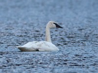 Q0I8889c  Trumpeter Swan (Cygnus buccinator)