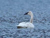 Q0I8892c  Trumpeter Swan (Cygnus buccinator)