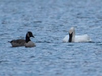 Q0I8911c  Trumpeter Swan (Cygnus buccinator)