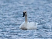 Q0I8916c  Trumpeter Swan (Cygnus buccinator)