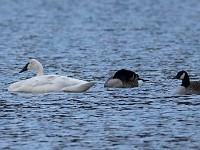 Q0I8923c  Trumpeter Swan (Cygnus buccinator)