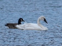 Q0I8925c  Trumpeter Swan (Cygnus buccinator)